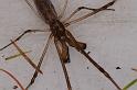 Tetragnatha_bituberculata_D7905_D_88_North Stradbroke island_Australie